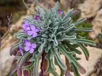 Die Levkojen blühen - Gozo